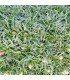 Armeria juniperifolia 'New Zealand Form'