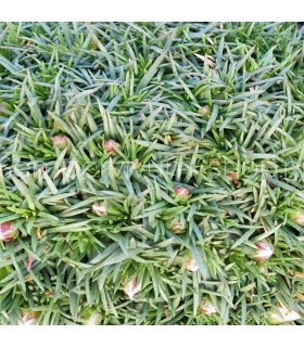 Armeria juniperifolia 'New Zealand Form'