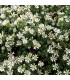 Aster pansos 'Snow Flurry'