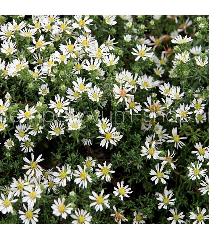 Aster pansos 'Snow Flurry'