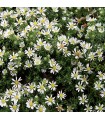 Aster pansos 'Snow Flurry'