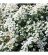 Aster pansos 'Snow Flurry'
