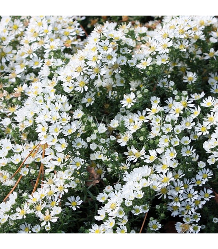 Aster pansos 'Snow Flurry'