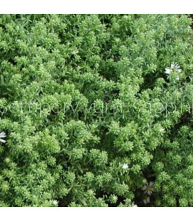 Aster pansos 'Snow Flurry'
