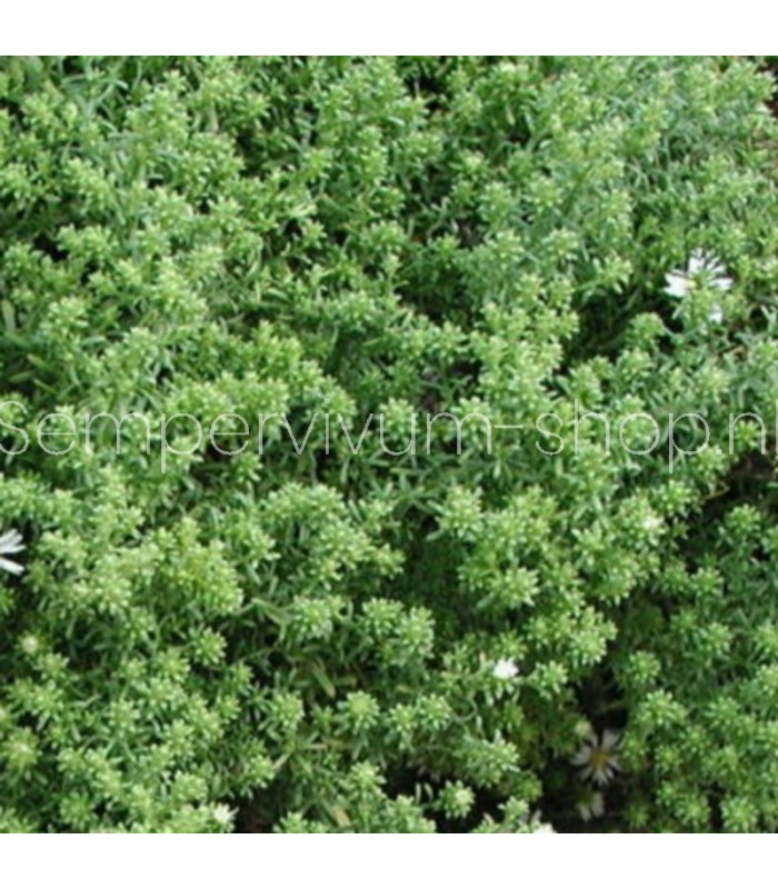 Aster pansos 'Snow Flurry'