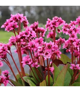 Bergenia cordifolia 'Flirt'