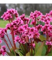 Bergenia cordifolia 'Flirt'