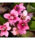 Bergenia cordifolia 'Flirt'