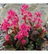Bergenia cordifolia 'Dragonfly'