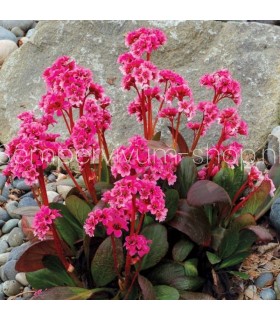 Bergenia cordifolia 'Dragonfly'