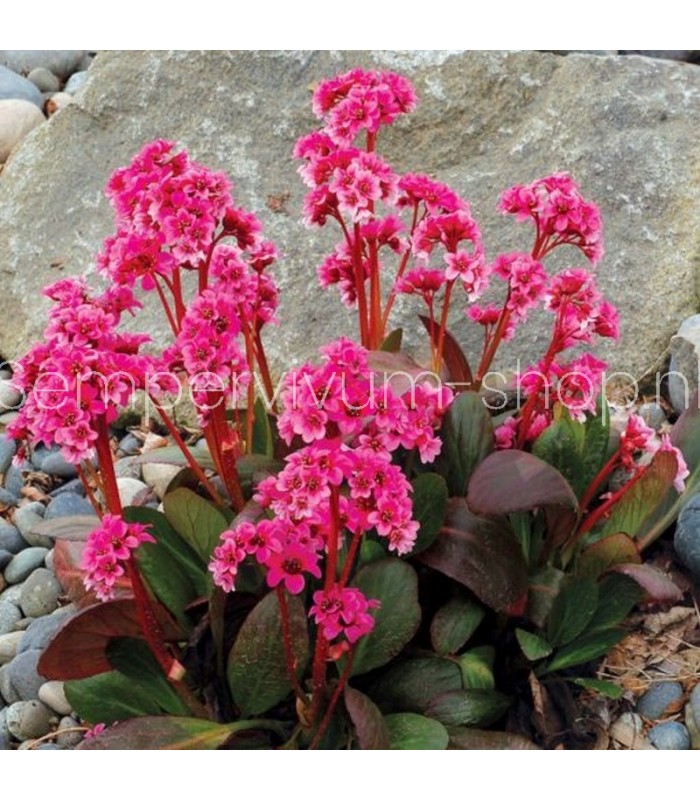 Bergenia cordifolia 'Dragonfly'