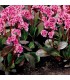 Bergenia cordifolia 'Dragonfly'