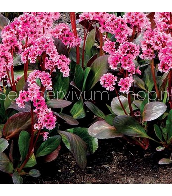 Bergenia cordifolia 'Dragonfly'