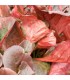 Bergenia cordifolia 'Eroica'