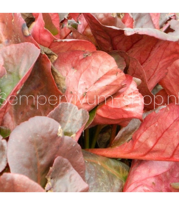 Bergenia cordifolia 'Eroica'