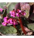 Bergenia cordifolia 'Eroica'