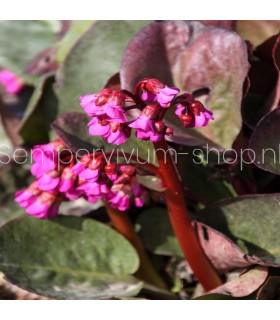 Bergenia cordifolia 'Eroica'