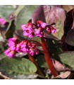Bergenia cordifolia 'Eroica'