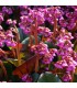 Bergenia cordifolia 'Eroica'