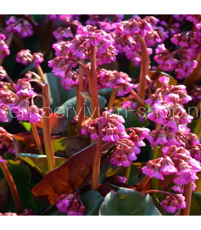 Bergenia cordifolia 'Eroica'