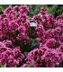 Bergenia cordifolia 'Pink Dragonfly'