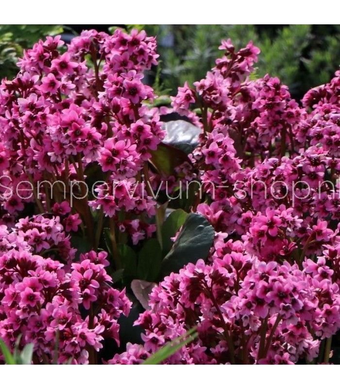 Bergenia cordifolia 'Pink Dragonfly'