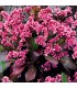 Bergenia cordifolia 'Pink Dragonfly'
