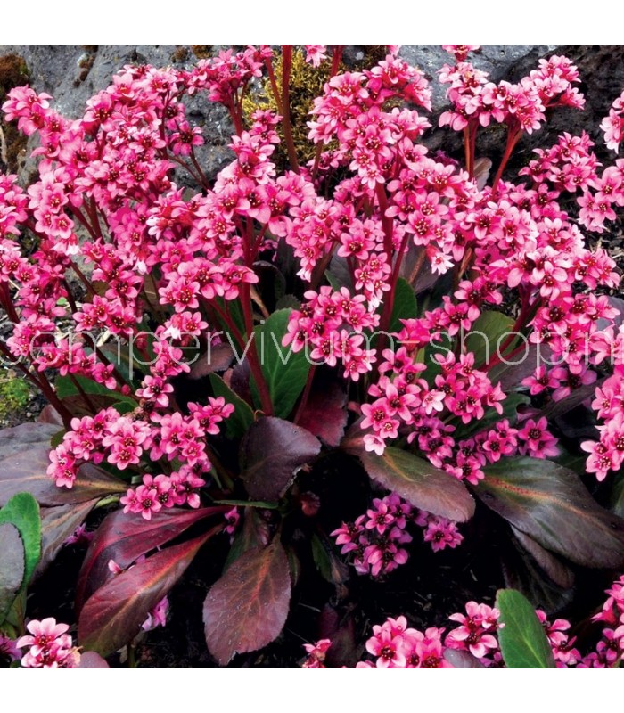 Bergenia cordifolia 'Pink Dragonfly'