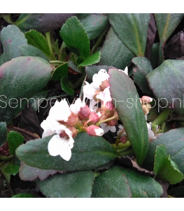 Bergenia cordifolia 'Angel Kiss'