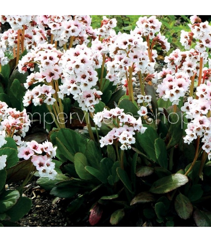 Bergenia cordifolia 'Angel Kiss'