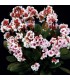 Bergenia cordifolia 'Angel Kiss'