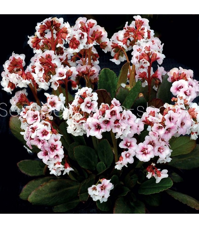 Bergenia cordifolia 'Angel Kiss'