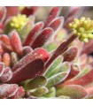 Crassula pubescens 'Jersey'
