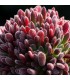 Crassula pubescens 'Jersey'