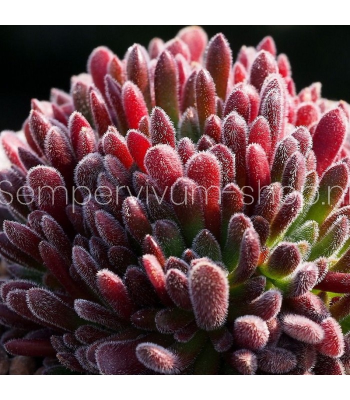 Crassula pubescens 'Jersey'