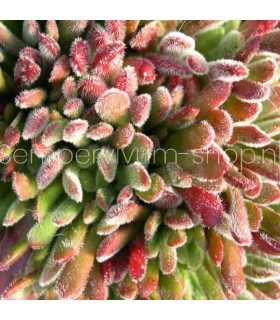 Crassula pubescens 'Jersey'
