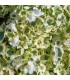 Cymbalaria muralis 'Snow Wave'