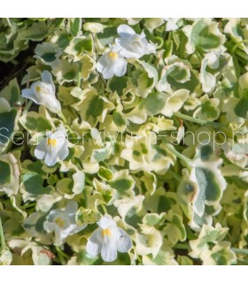 Cymbalaria muralis 'Snow Wave'