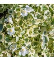 Cymbalaria muralis 'Snow Wave'