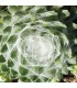 Sempervivum 'Shampoo'