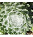 Sempervivum 'Shampoo'