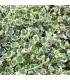 Cymbalaria muralis 'Snow Wave'