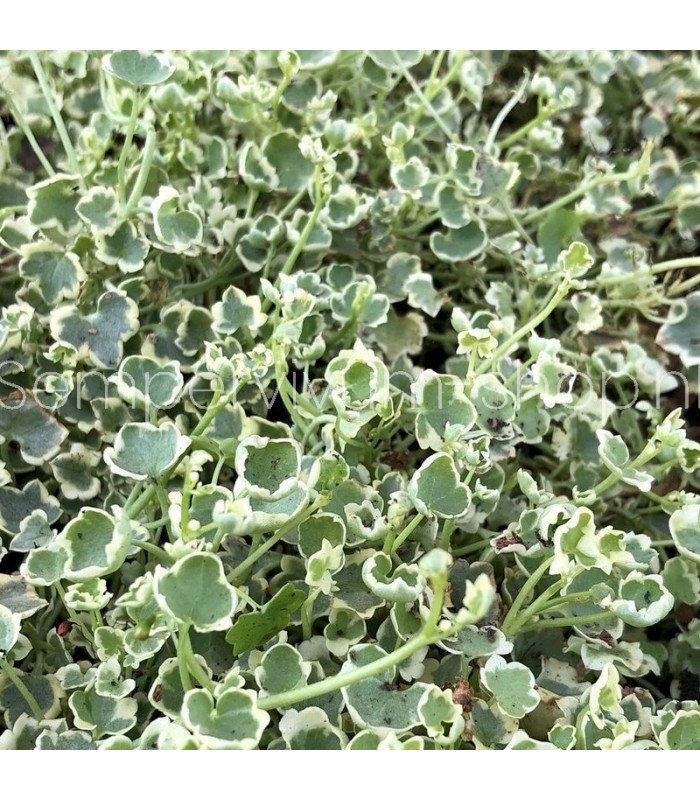 Cymbalaria muralis 'Snow Wave'