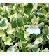 Cymbalaria muralis 'Snow Wave'