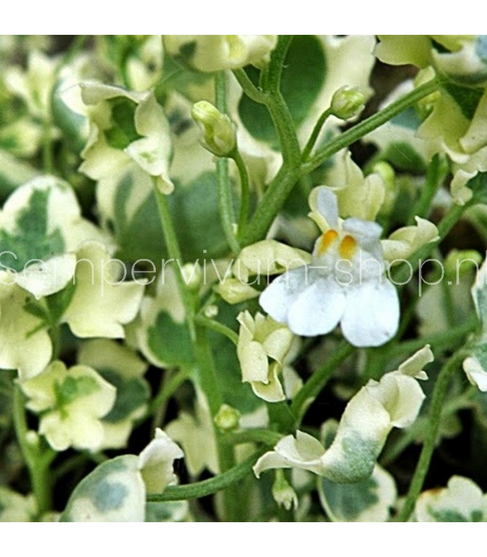 Cymbalaria muralis 'Snow Wave'
