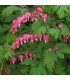 Dicentra spectabilis 'Rose'