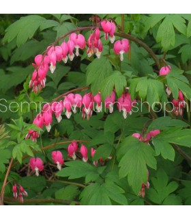 Dicentra spectabilis 'Rose'