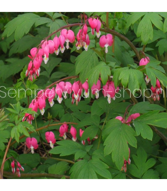 Dicentra spectabilis 'Rose'