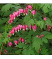 Dicentra spectabilis 'Rose'