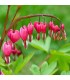 Dicentra spectabilis 'Rose'